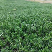 Prato Frankenia Laevis 🌿 Resistente e decorativo