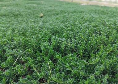 Prato Frankenia Laevis 🌿 Resistente e decorativo