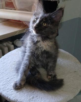 Maine coon