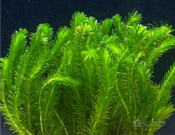 Elodea Densa (egeria Densa)