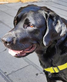 Labrador con pedigree per monta