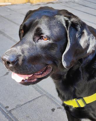 Labrador con pedigree per monta