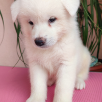 Cane Cuccioli Akita qualità TOP con Pedigree ENCI