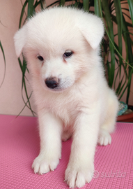 Cane Cuccioli Akita qualità TOP con Pedigree ENCI