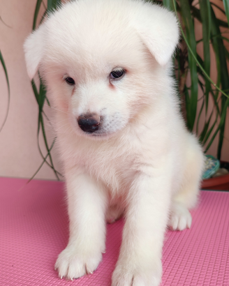 Cane Cuccioli Akita qualità TOP con Pedigree ENCI