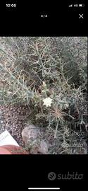 Piante grasse siciliane Cylindropuntia leptocaulis