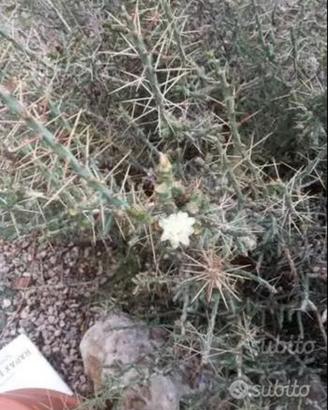 Piante grasse siciliane Cylindropuntia leptocaulis