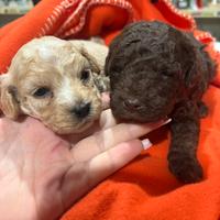 Barboncini varie colorazioni