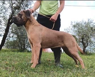 Cucciolata di cane corso alta genealogia