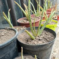 Piante aloe vera