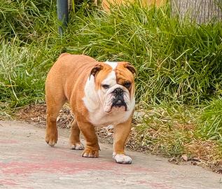 Bulldog inglese disponibile per monta