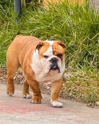 Bulldog inglese disponibile per monta