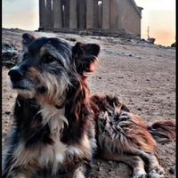 Spillo - amante delle bellezza storica