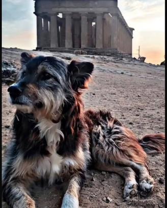 Spillo - amante delle bellezza storica