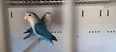 Coppia inseparabili roseicolli serie blu