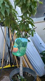 pianta da frutta pesco nano