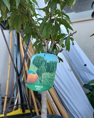 pianta da frutta pesco nano