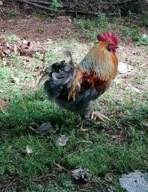 Gallo