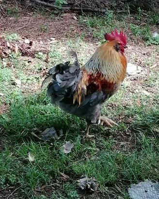 Gallo