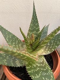 Aloe saponaria Maculata