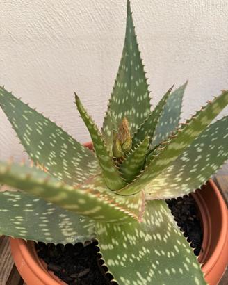 Aloe saponaria Maculata