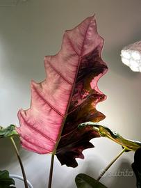 Alocasia pseudosanderiana pink