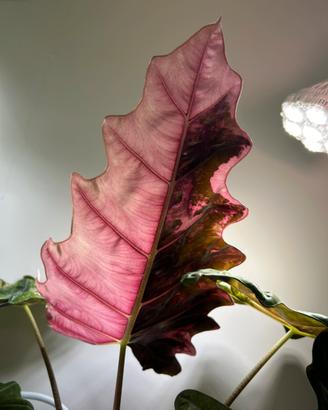 Alocasia pseudosanderiana pink