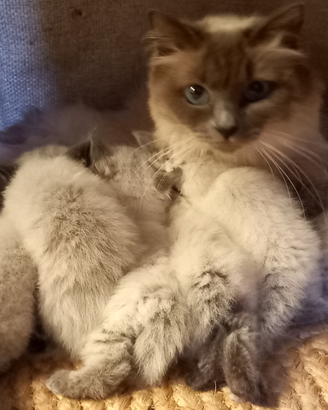 Gatti Himalayano (come Sacri di Birmania)