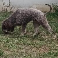 Lagotto Romagnolo per monte