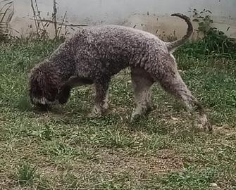 Lagotto Romagnolo per monte