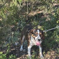 Cane da caccia al cinghiale