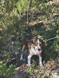 Cane da caccia al cinghiale