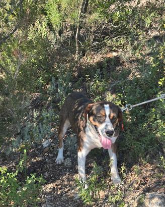 Cane da caccia al cinghiale
