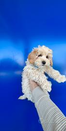 Maltipoo beige