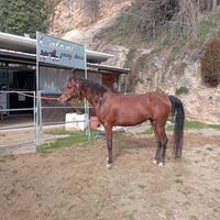 Cavallo arabo