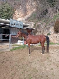 Cavallo arabo