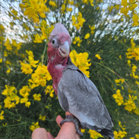 Pappagallo parlante cacatua roseicapilla