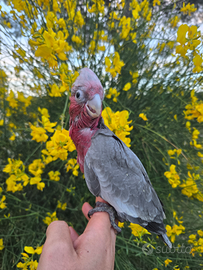 Pappagallo parlante cacatua roseicapilla