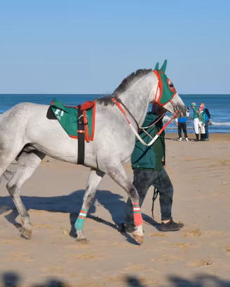 Cavallo anglo arabo da corsa