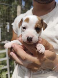 jack Russell terrier 
