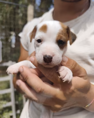 jack Russell terrier 