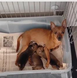 Pinscher zwergpinscher