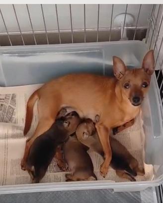 Pinscher zwergpinscher