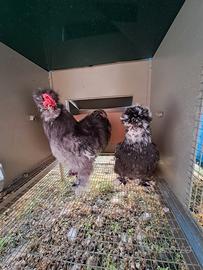Galline moroseta silkie mottled