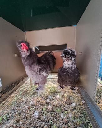 Galline moroseta silkie mottled