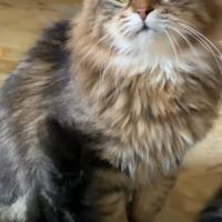 Gattino siberiano ipoallergenico