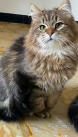 Gattino siberiano ipoallergenico