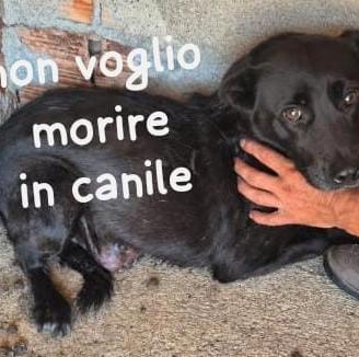 GILDA 9 ANNI taglia media