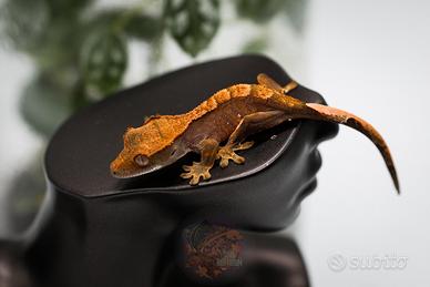 Baby geco Ciliatus