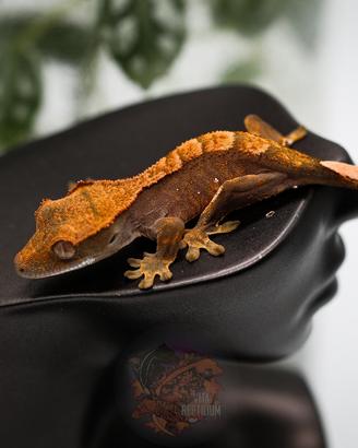 Baby geco Ciliatus